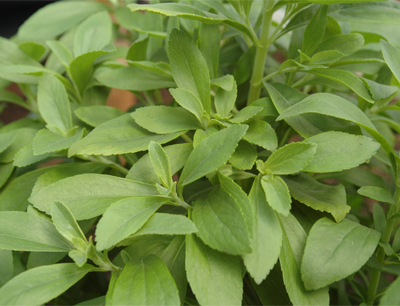 Stevia Blätter