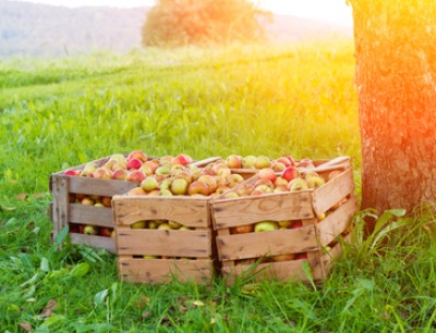 Der Verband der deutschen Fruchtsaft-Industrie rechnet mit einem Streuobst-Ernterückgang um ca. 65 Prozent