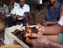 Vanilleanbau auf Madagaskar