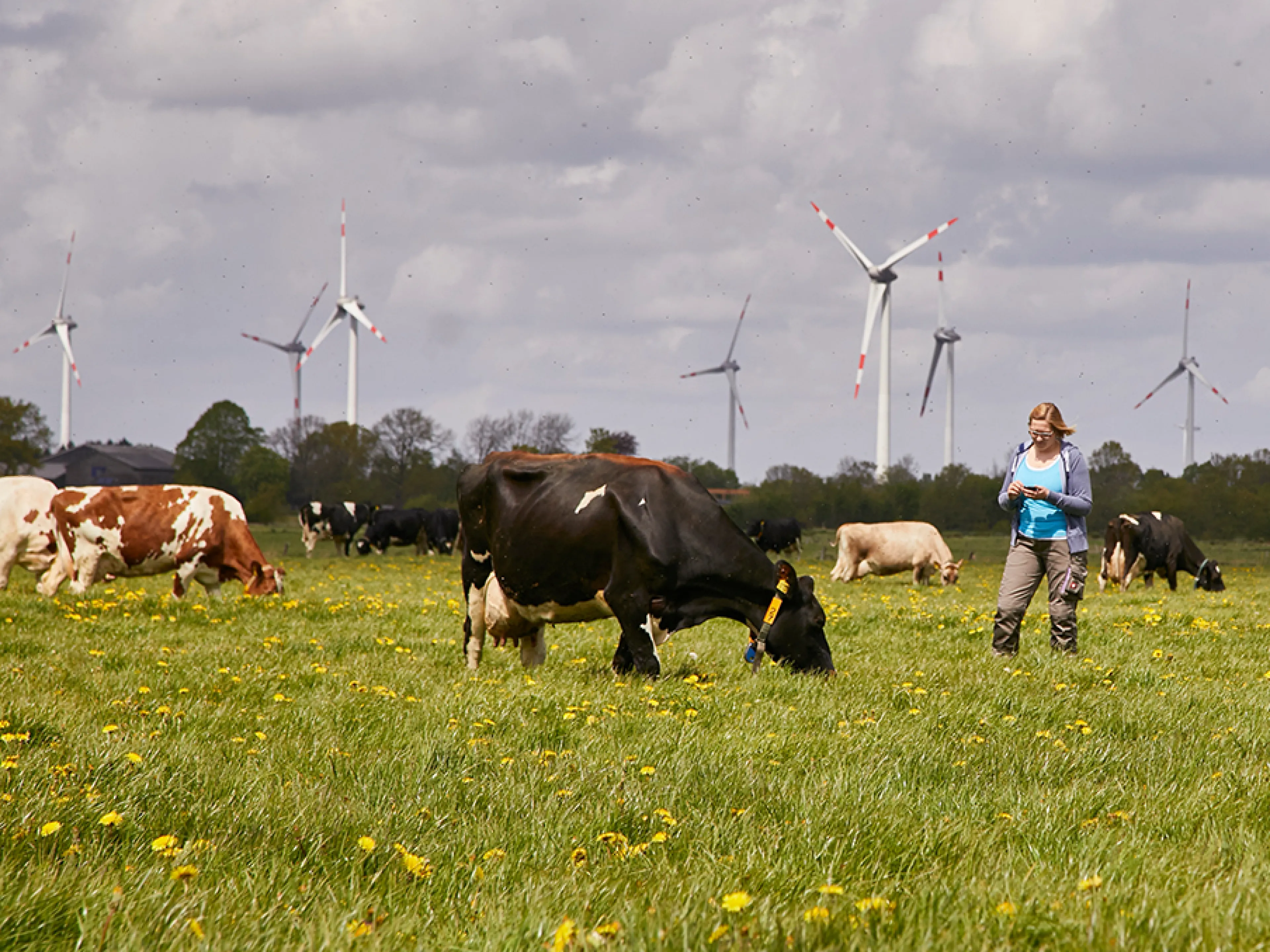 Arla Betrieb in Schleswig Holstein, Bild: Arla Foods Arla Betrieb in Schleswig Holstein
