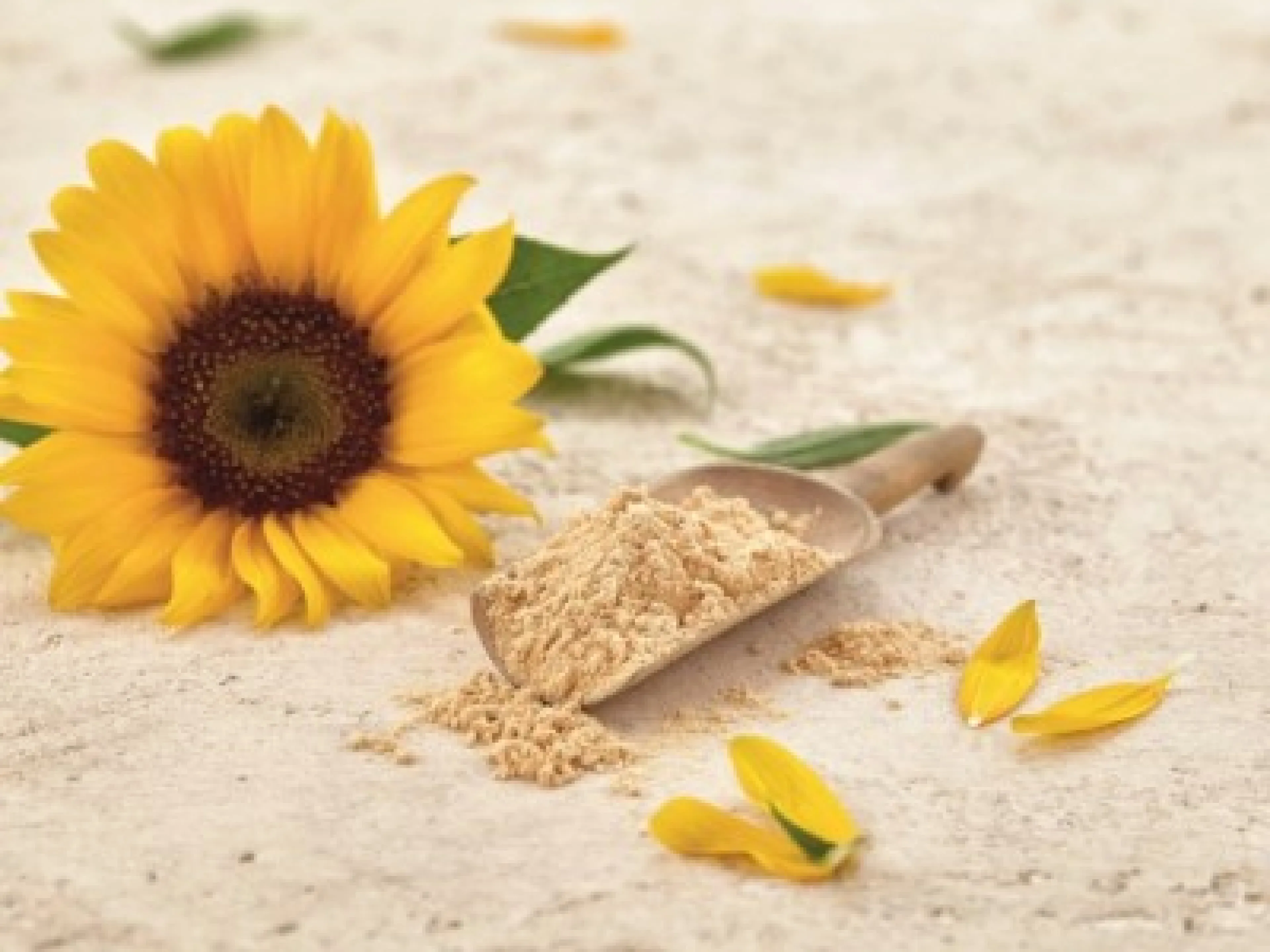 Sonnenblumenlecithin von Sternchemie erhält „GRAS“ No-Objection Letter der FDA