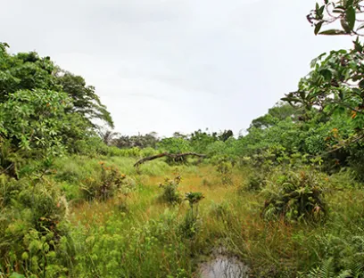 Symrise hat einen Biodiversitätscheck durchführen lassen, um strategische Rohstoffen, potenzielle Risikoregionen und Empfehlungen für Maßnahmen zum Erhalt der Artenvielfalt zu identifizieren, Bild: Symrise Natur
