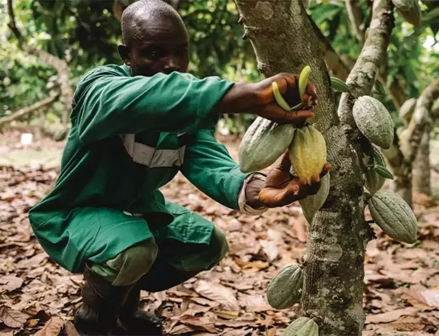 Die F&E-Experten von Nestlé haben eine patentierte Technik entwickelt, mit der alle Teile der Frucht im Inneren der Kakaoschote verwertet werden können, Bild: Nestlé Die F&E-Experten von Nestlé haben eine patentierte Technik entwickelt, mit der alle Teile der Frucht im Inneren der Kakaoschote verwertet werden können.