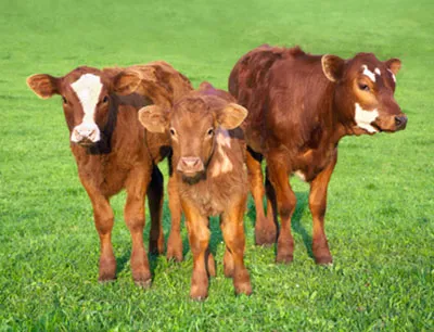Dr. Oetker setzt sich für eine transparente und nachprüfbare tiergerechtere Erzeugung von Produkten tierischen Ursprungs ein, um die Bedingungen für die Tiere nachhaltig zu verbessern, Bild: fotolia.com / Smileus Tierhaltung